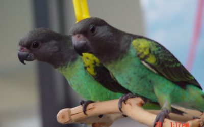 Meyers Parrots