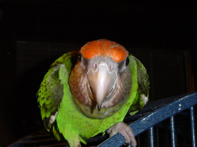 Parrotlets - Parrots Naturally
