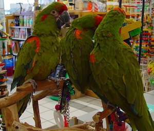 Red Fronted Macaws