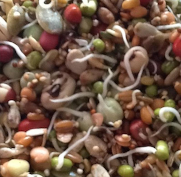 NM Sprout Mix 25 lb.