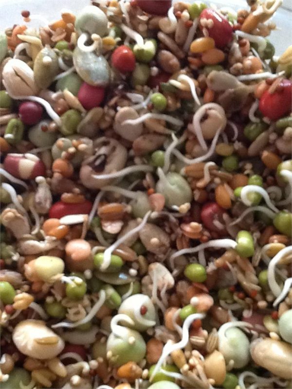 NM Sprout Mix 5 lb.