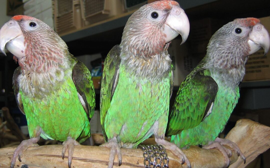 Brown Necked Parrots